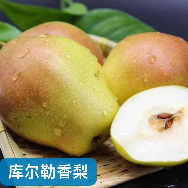 梨-库尔勒香梨